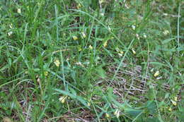 Image of Melampyrum pratense subsp. commutatum (Tausch ex A. Kern.) C. E. Britton