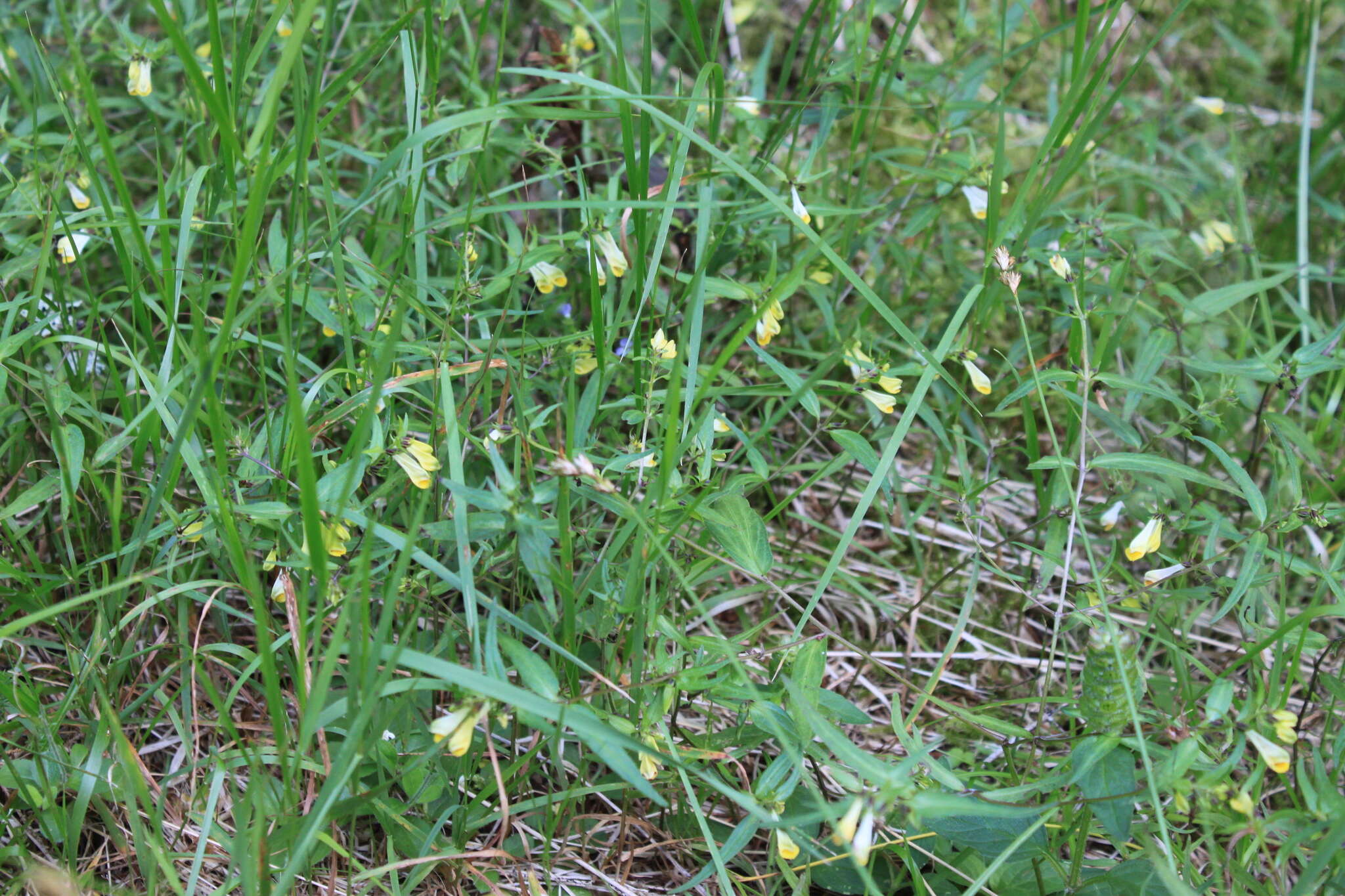 Image of Melampyrum pratense subsp. commutatum (Tausch ex A. Kern.) C. E. Britton