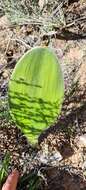 Imagem de Haemanthus unifoliatus Snijman