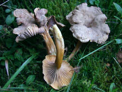 Image of Funnel Chanterelle