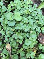 Image de Hydrocotyle bonplandii A. Rich.