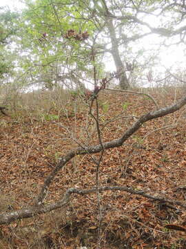 Image of Vachellia cornigera (L.) Seigler & Ebinger