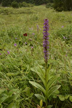 Gymnadenia orchidis Lindl.的圖片