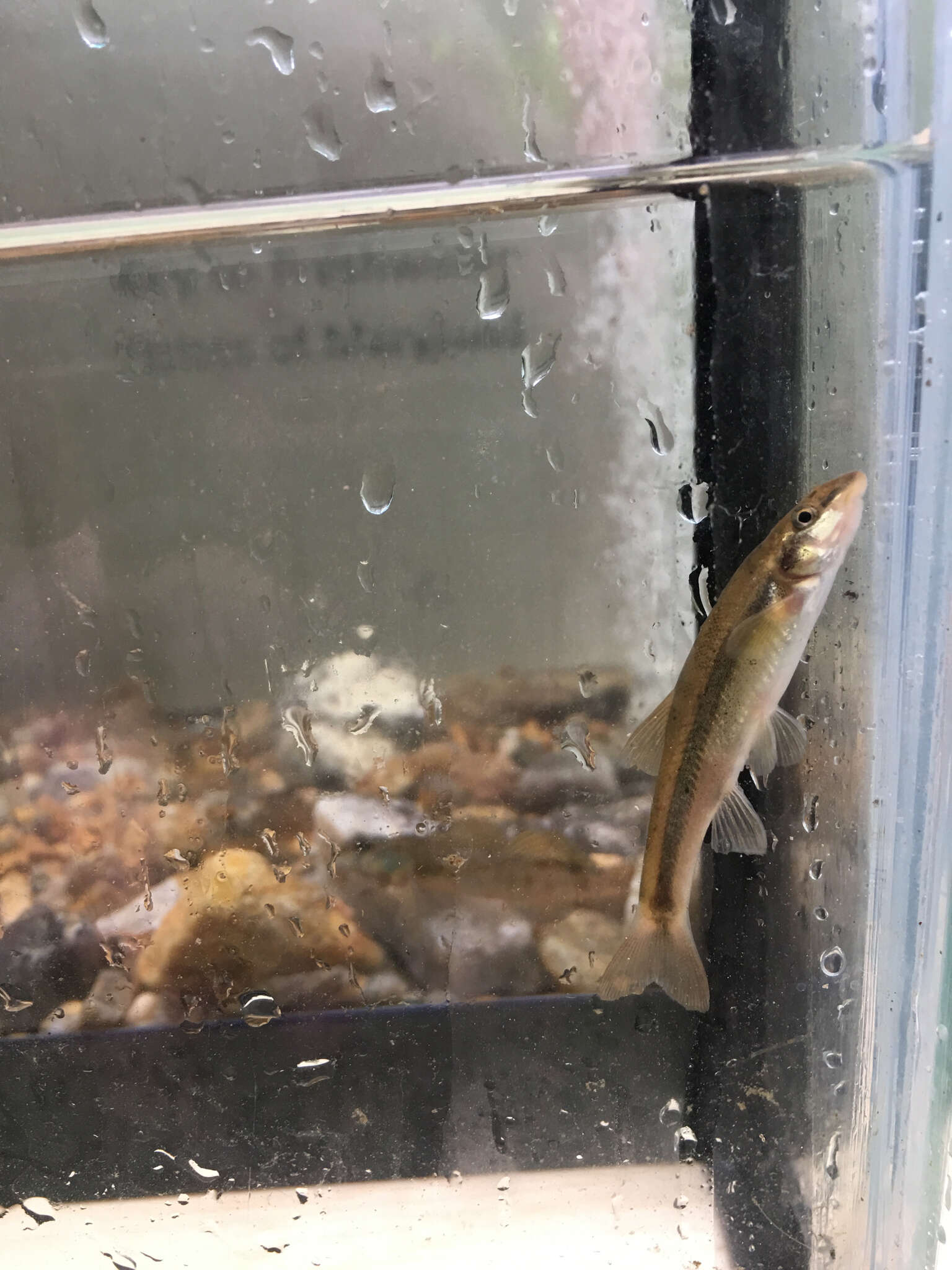 Image of Longnose Dace