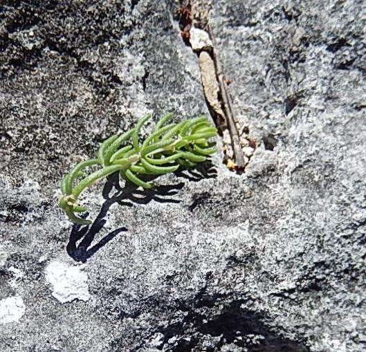 Image of Aspalathus sanguinea subsp. foliosa R. Dahlgren