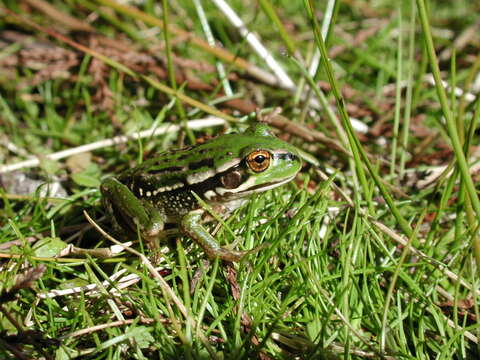 Image of Green and Gold Frog