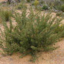 Image de Grevillea teretifolia Meissn.