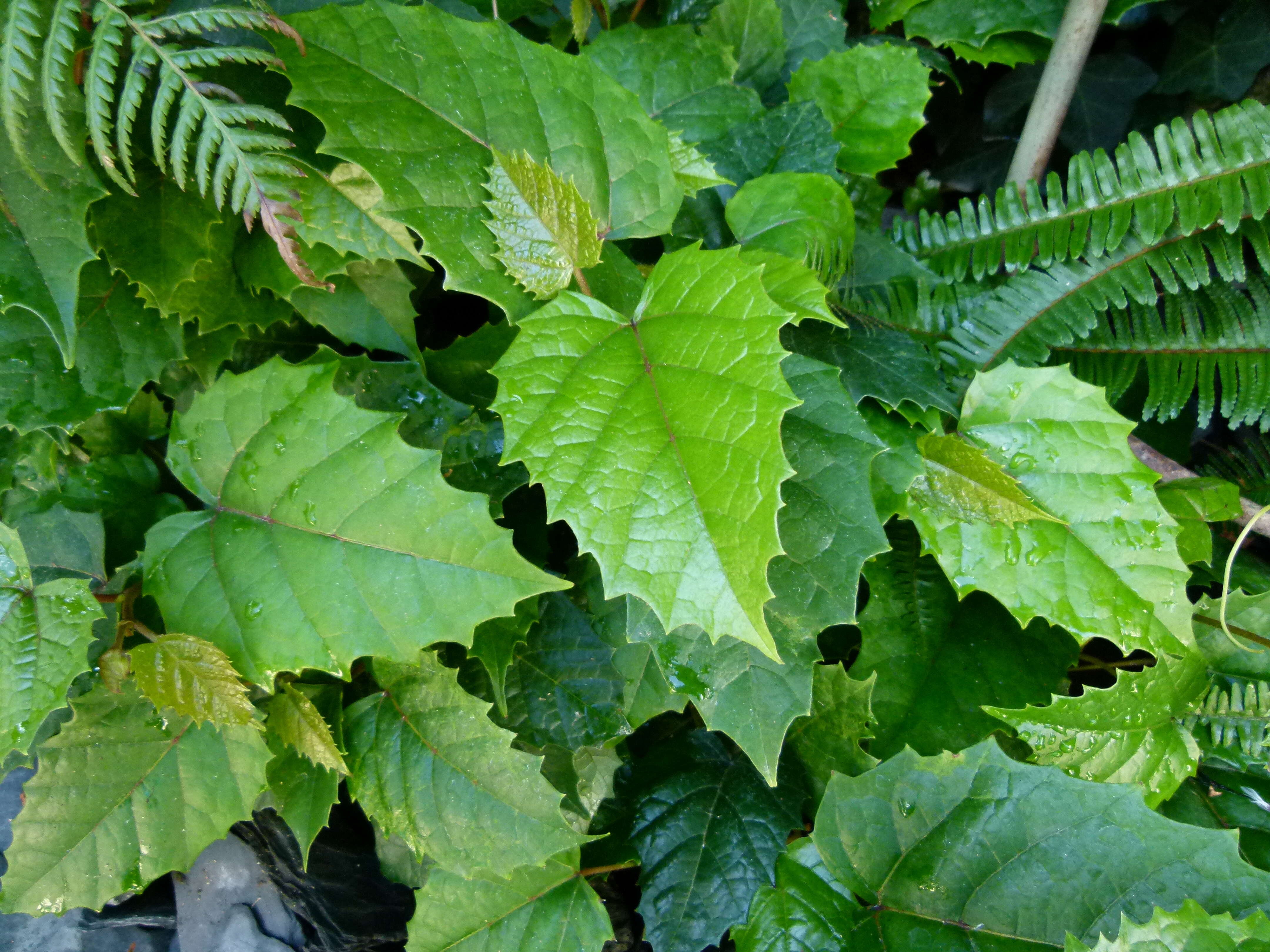 Image of kangaroo vine