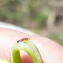 Image of Rigid Sunflower Borer