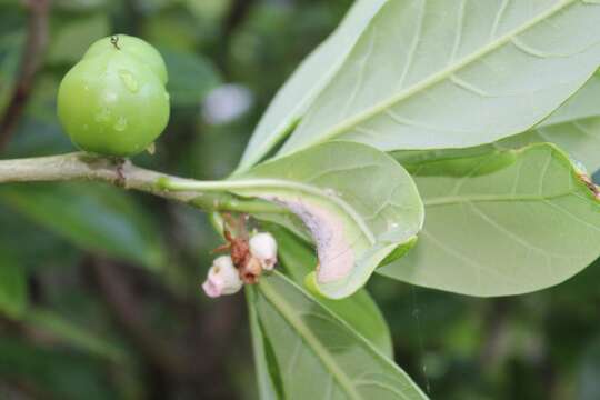 Image of Jatropha standleyi Steyerm.