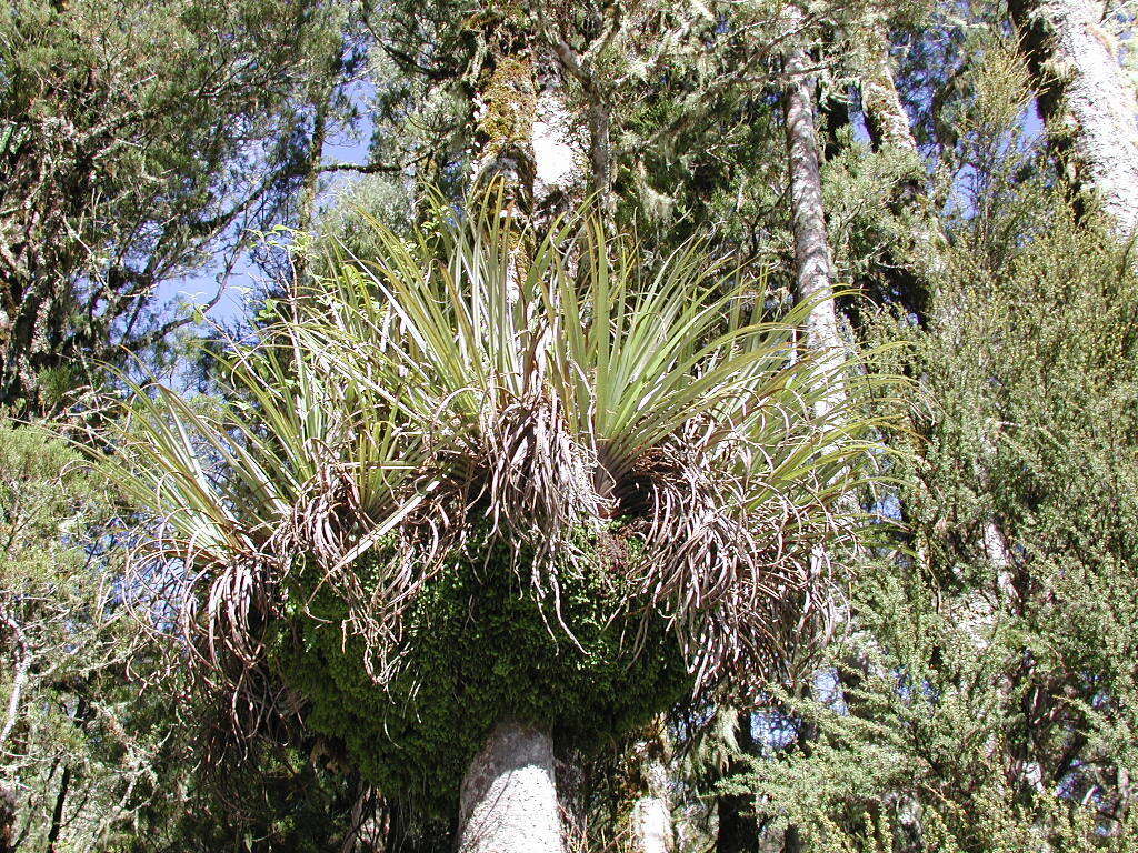 Image of White Pine