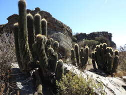 Imagem de Echinopsis tarijensis subsp. bertramiana (Backeb.) M. Lowry