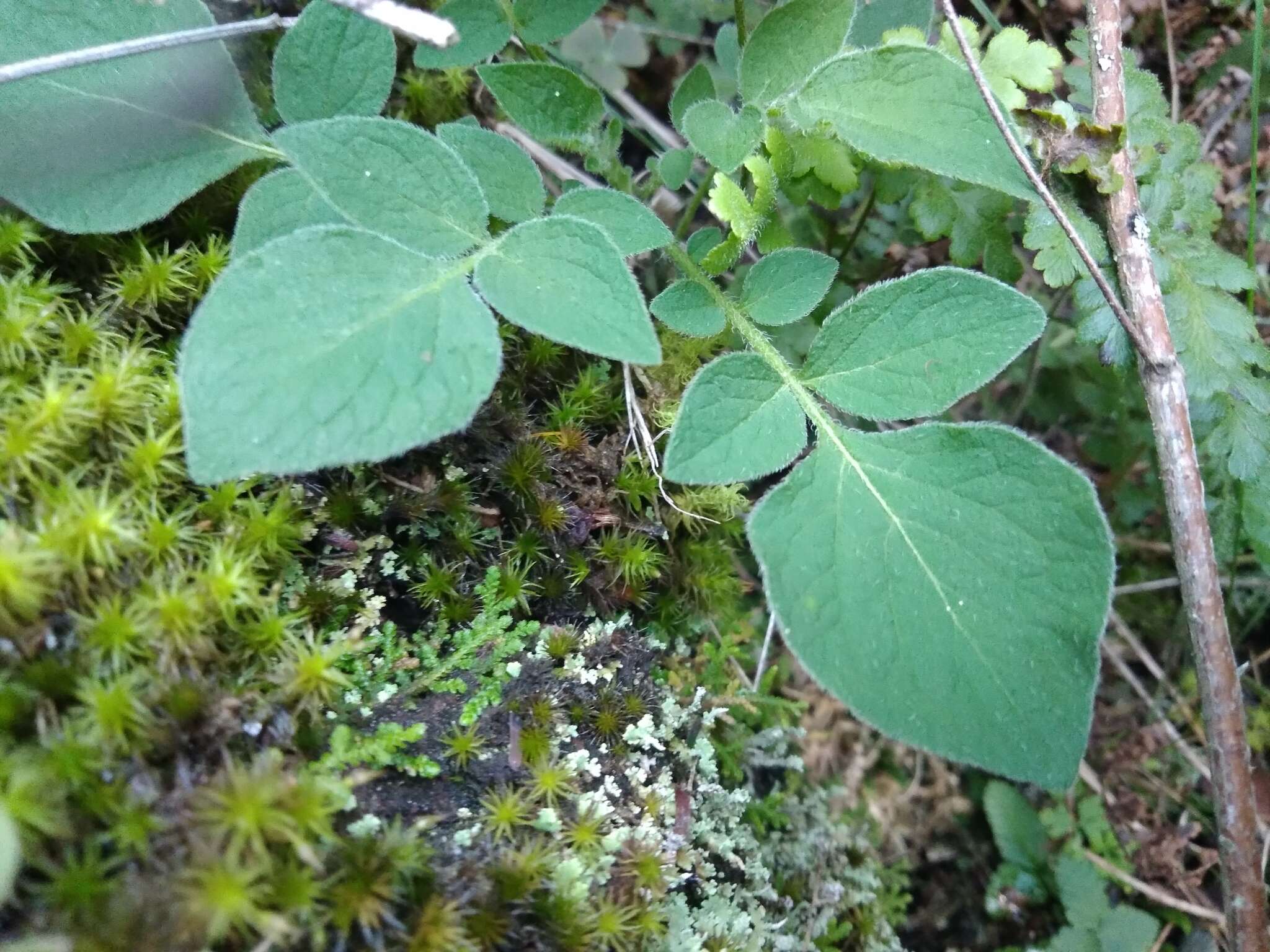 Image of Commerson's nightshade