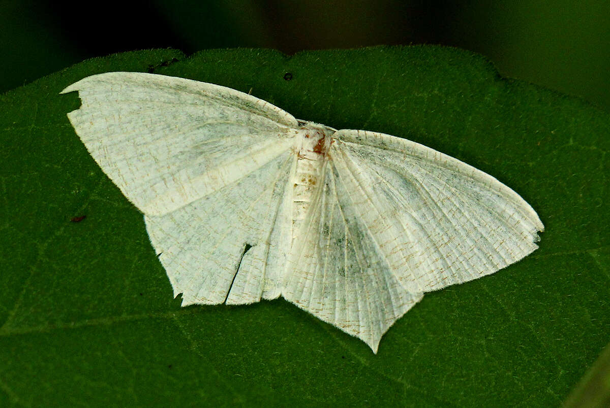 Image of Acropteris illiturata Warren