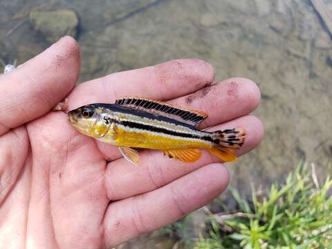 Image de Melanochromis auratus (Boulenger 1897)