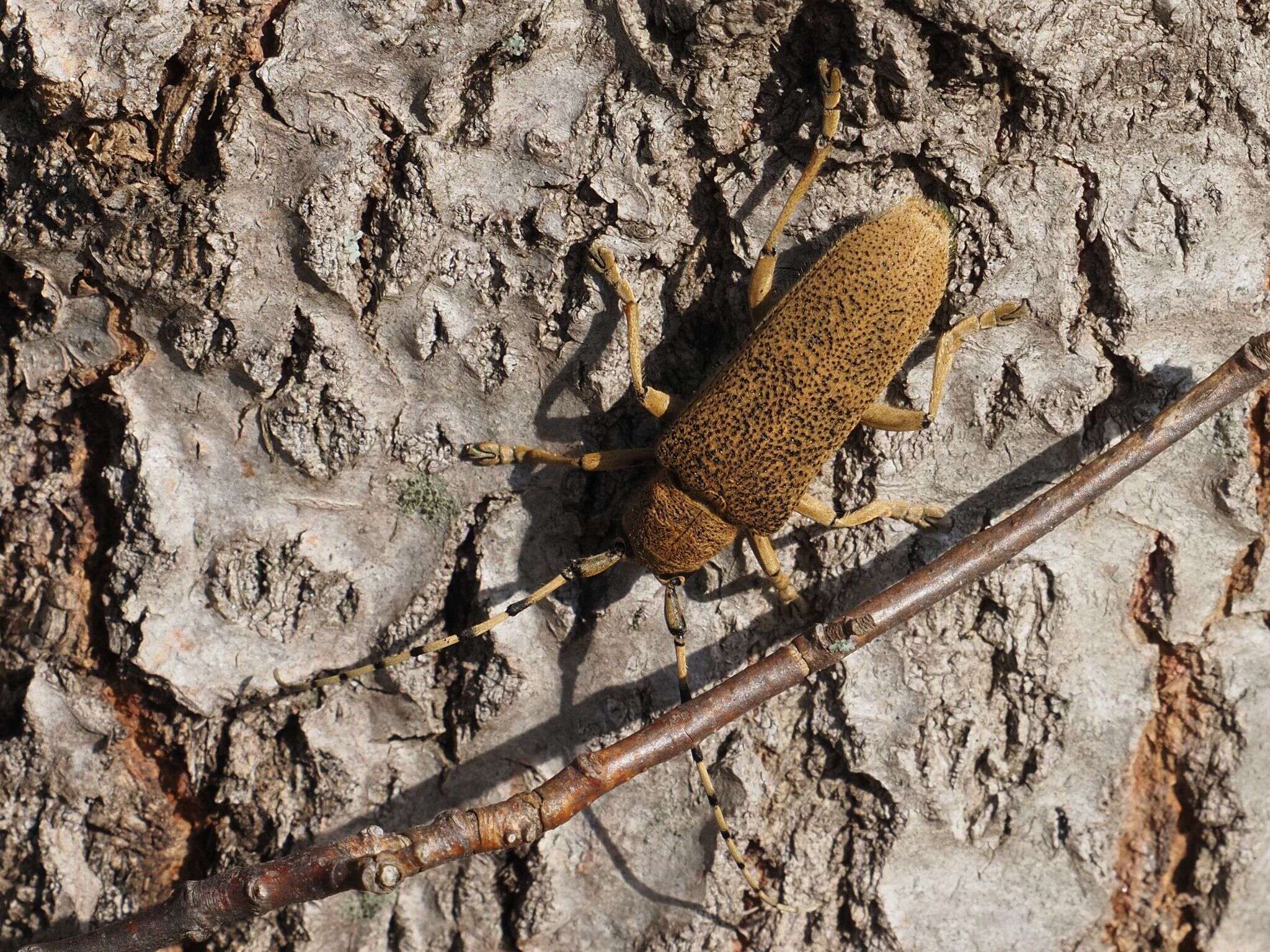 Image of Poplar Long-Horned Beetle