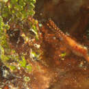 Image of Plume shrimp