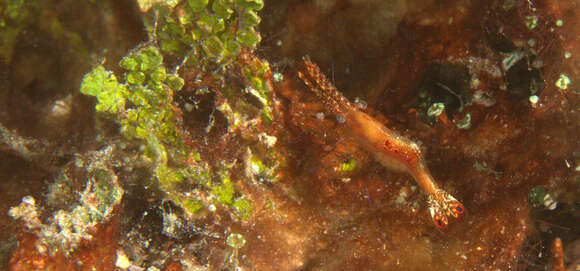 Image of Plume shrimp