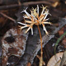 Image de Voyria corymbosa Splitg.