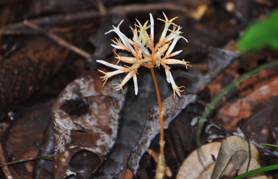 Image of Voyria corymbosa Splitg.