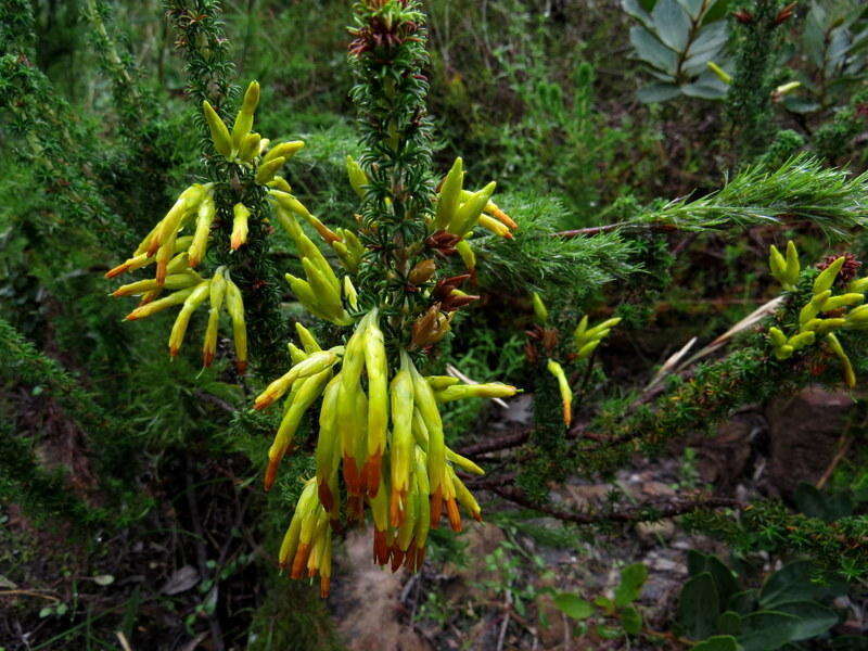 Image of Erica coccinea subsp. coccinea