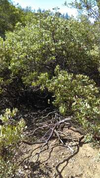 Image of Stanford's manzanita