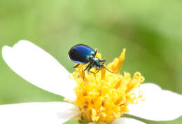 Image of Lebia (Lebia) viridis Say 1823