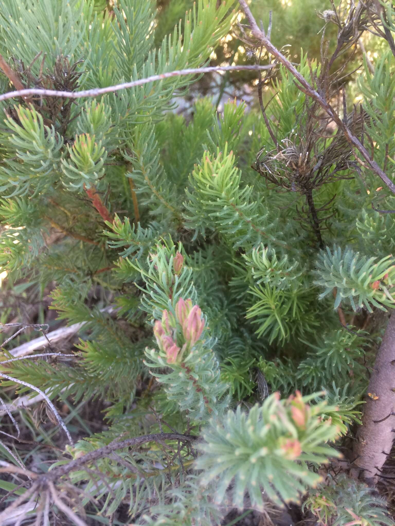 Image of Leucadendron corymbosum Berg.