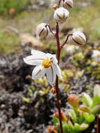 Image of Drimia albiflora (B. Nord.) J. C. Manning & Goldblatt