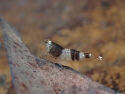 Image of <i>Caridina logemanni</i>