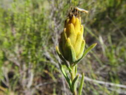 Image of Pteronia scabra Harv.