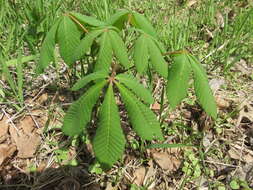 Image of red horse-chestnut