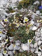 Image of Saxifraga paniculata subsp. cartilaginea (Willd.) D. A. Webb