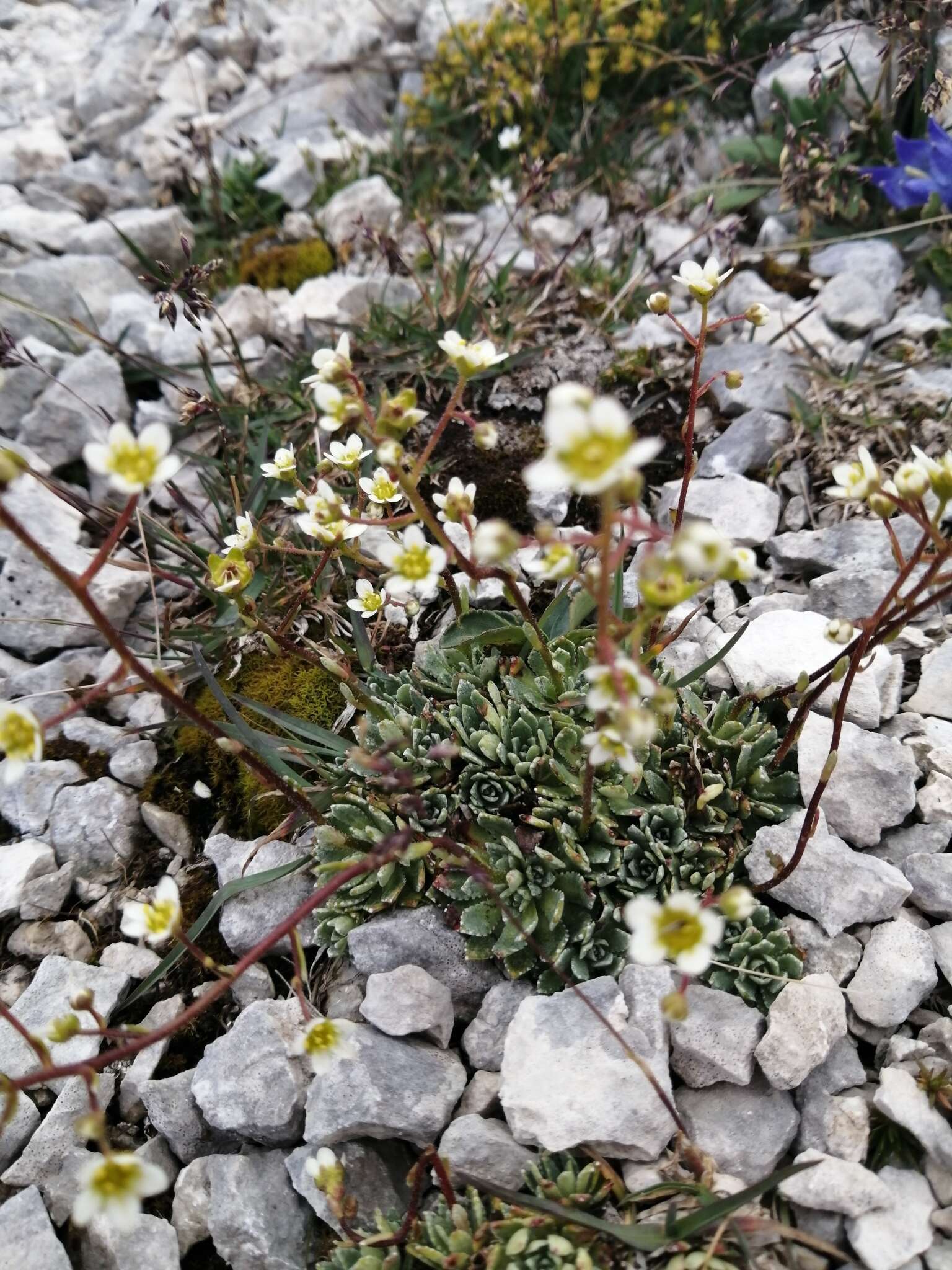 Image of Saxifraga paniculata subsp. cartilaginea (Willd.) D. A. Webb