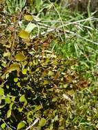 Image of sprawling wirevine