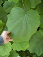 Image of velvet groundsel