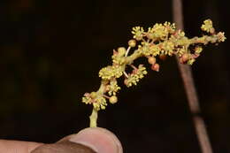 Sivun Mallotus polycarpus (Benth.) Kulju & Welzen kuva