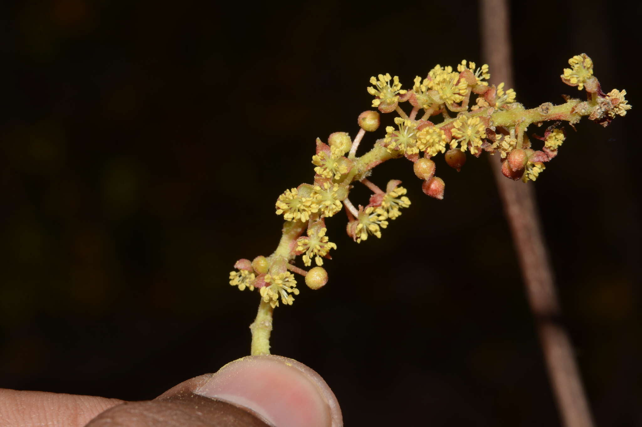 Image of Mallotus polycarpus (Benth.) Kulju & Welzen