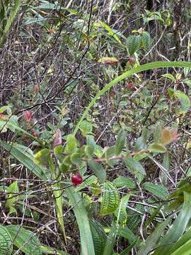 Слика од Vaccinium dentatum Sm.