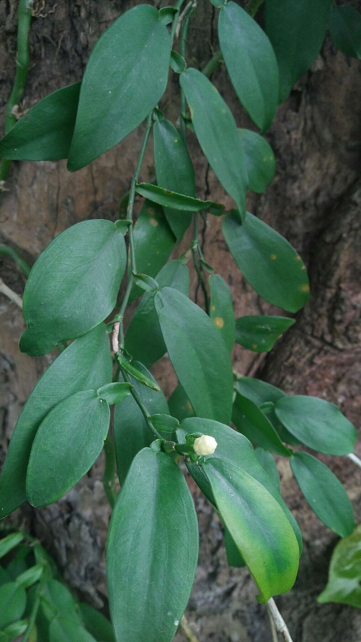 Image of Pothos chinensis (Raf.) Merr.