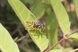 Image of Spilomyia manicata (Rondani 1865)