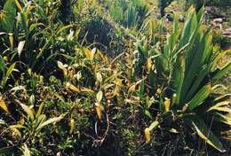 Image of Madagascar pitcher plant