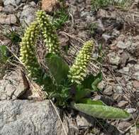 Sivun Veronica ritteriana (Eastw.) M. M. Mart. Ort. & Albach kuva