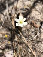 Image of narrowleaf queen poppy