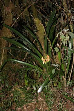 Слика од Clivia caulescens R. A. Dyer