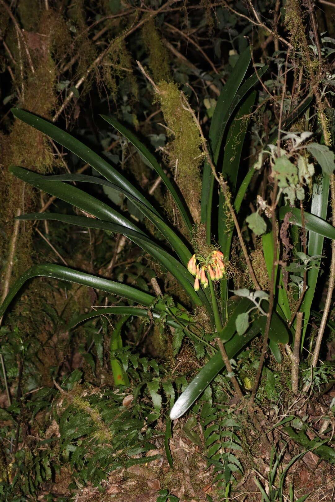 Слика од Clivia caulescens R. A. Dyer