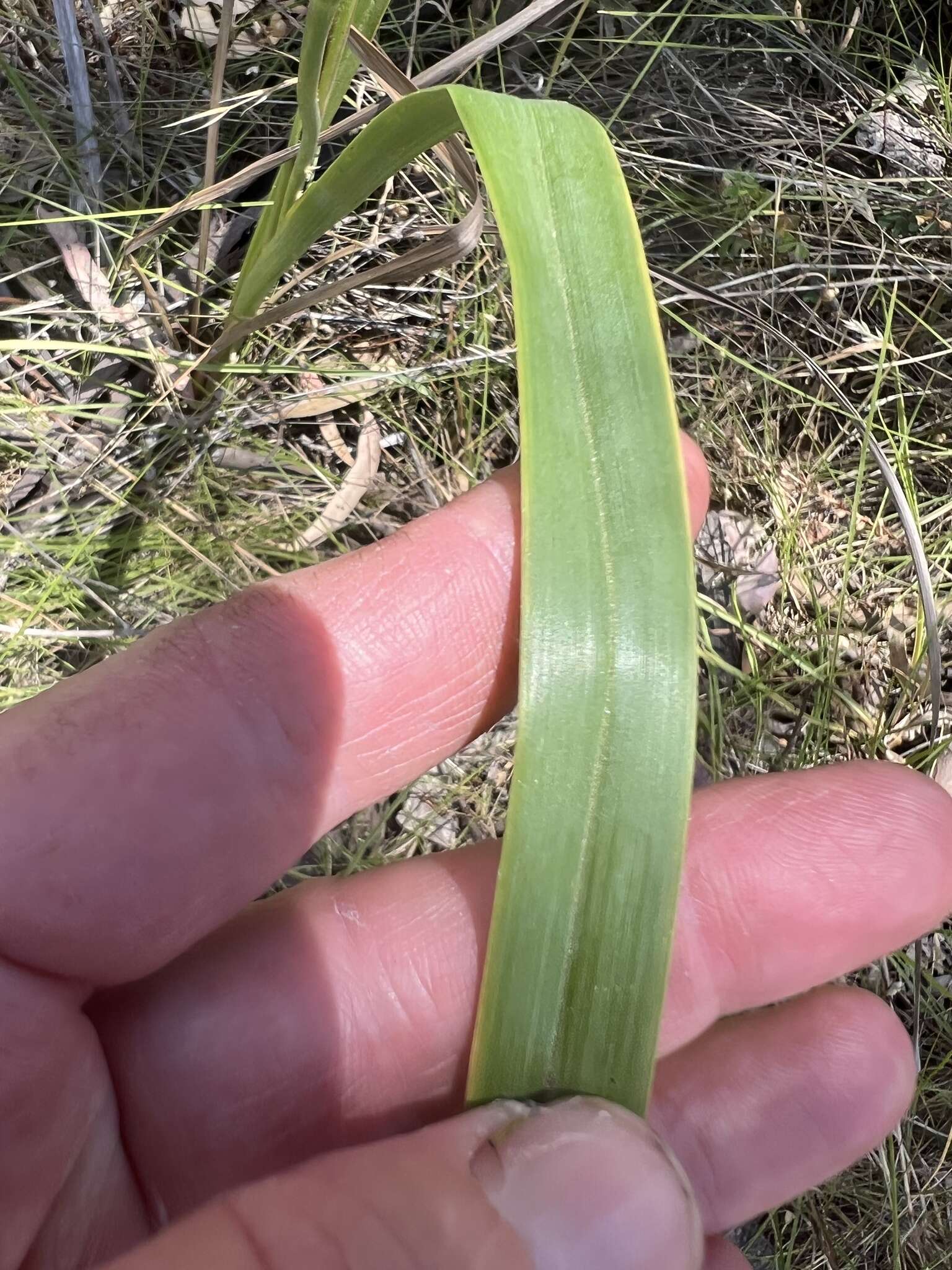 Слика од Dianella tarda Horsfall & G. W. Carr