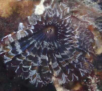 Image of variegated fanworm