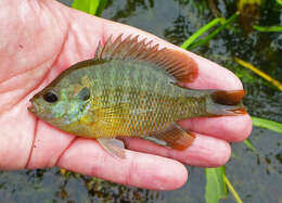 Image of Redspotted Sunfish