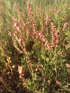 Rumex roseus L. resmi